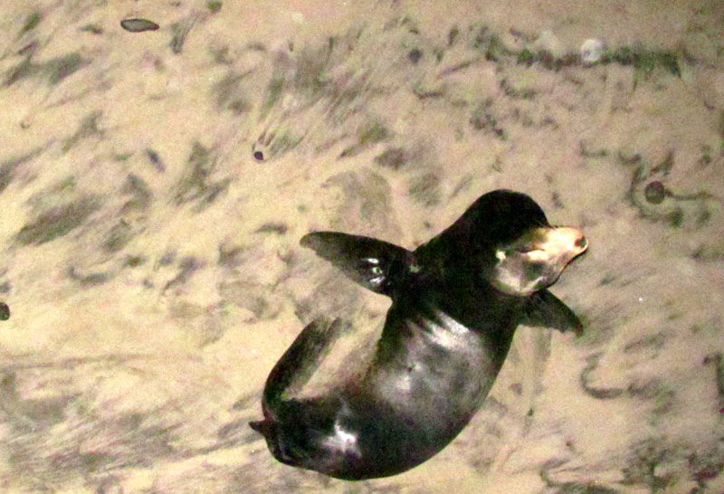 Leptospirosis Affecting Many Sea Lions on Oregon Coast: Watch Your Dogs 