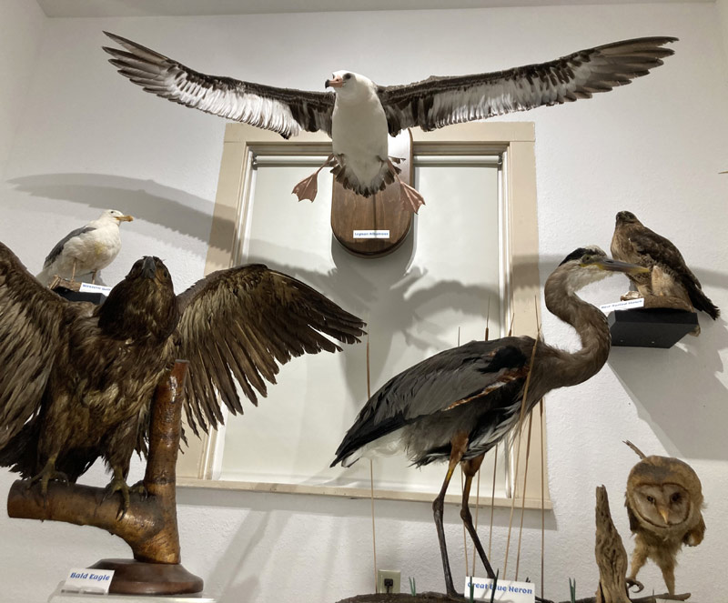 Lincoln City's History Museum Opens New Exhibit with Event on Apr 15: Birds of Oregon Coast 