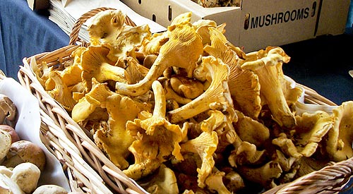 8th Annual Wild Mushroom Cook-Off, held Saturday November 12