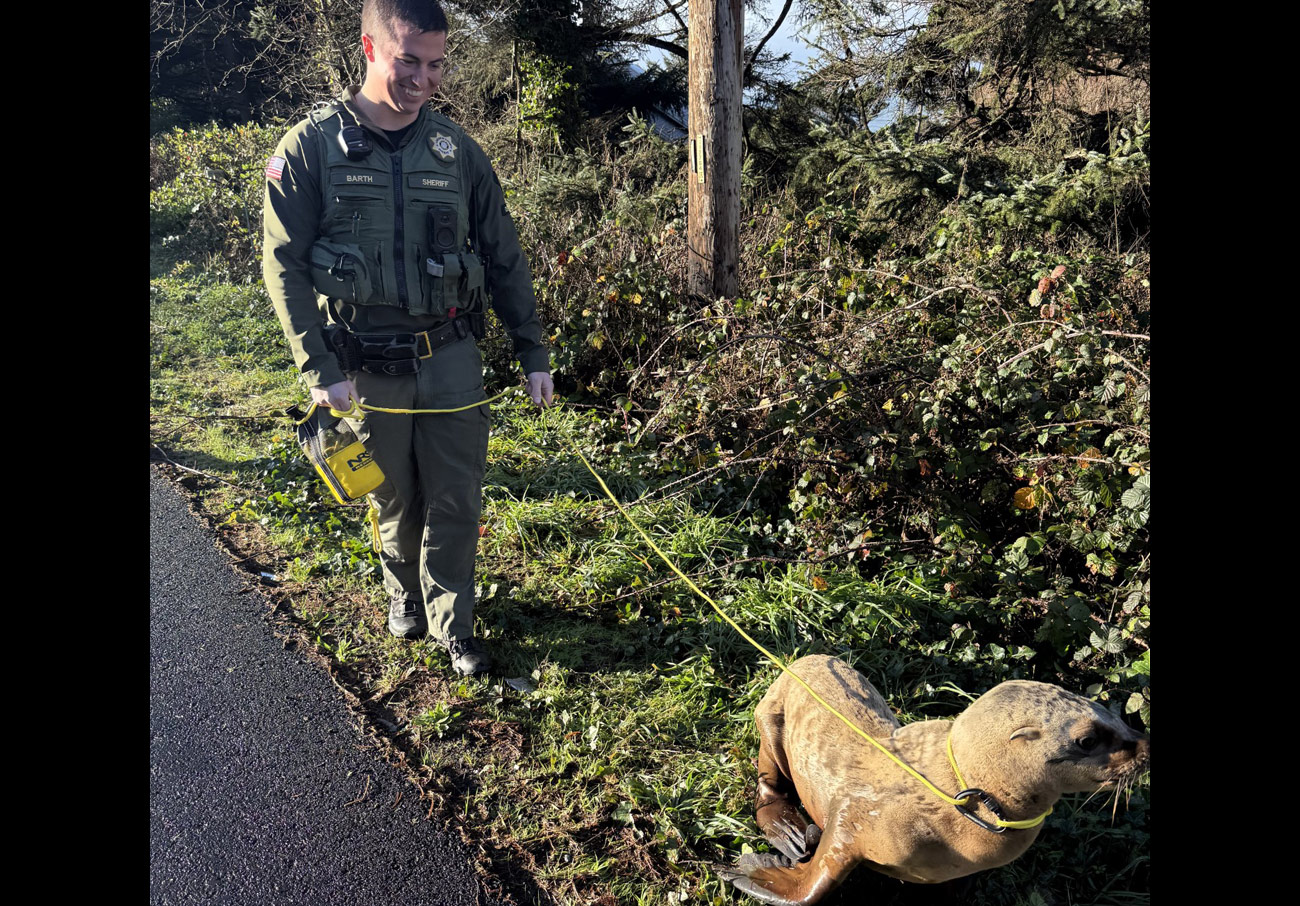 Lassoing a Wayward Sea Lion Just Part of the Gig for Oregon Coast Deputies