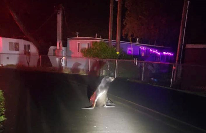 Rogue Sea Lion Roams Lincoln City Streets - Central Oregon Coast 