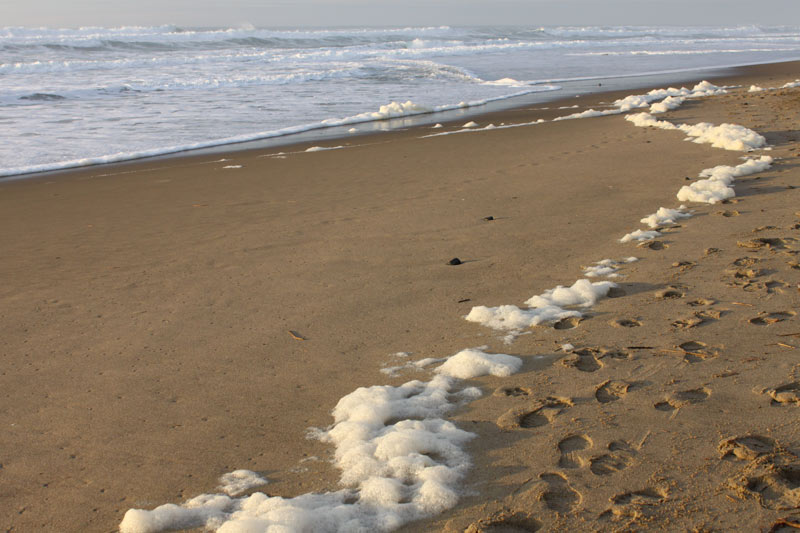 The Basics and the Weird About Oregon Coast Sea Foam 