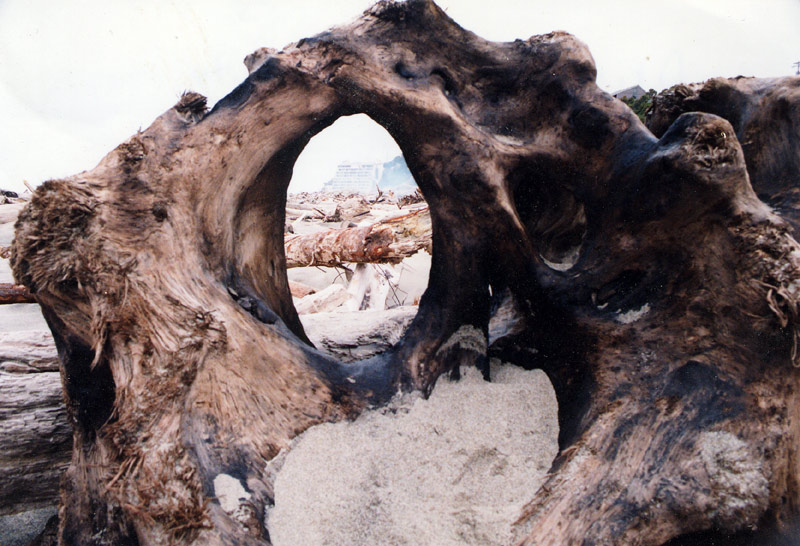 Strange but Famous Driftwood, Central Oregon Coast