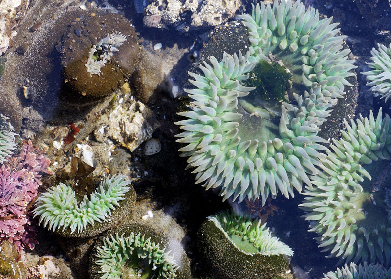 Blacklock Point Guided Hike a Wealth of S. Oregon Coast Information 