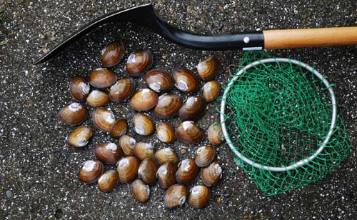 Photo: Clamming in Lincoln City