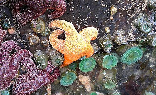 Tide pool clinics in Lincoln City in the spring help you discover sea stars