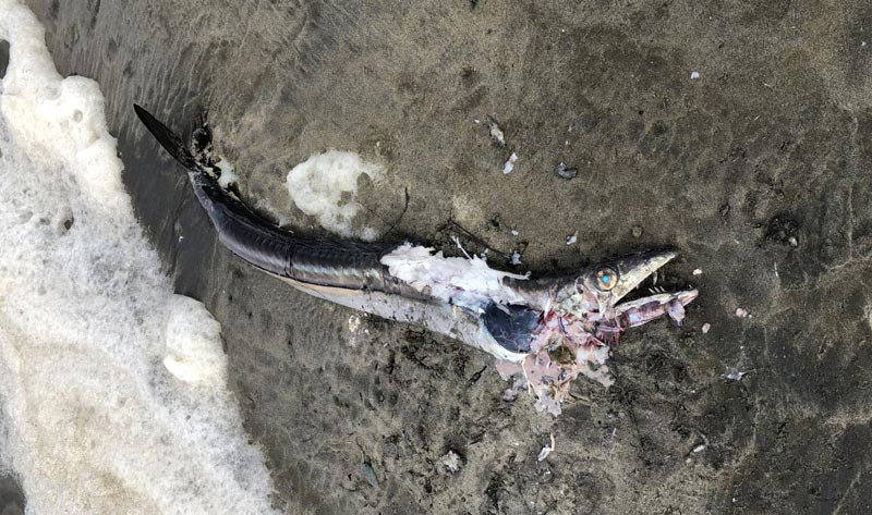 Lancetfish on Washington coast