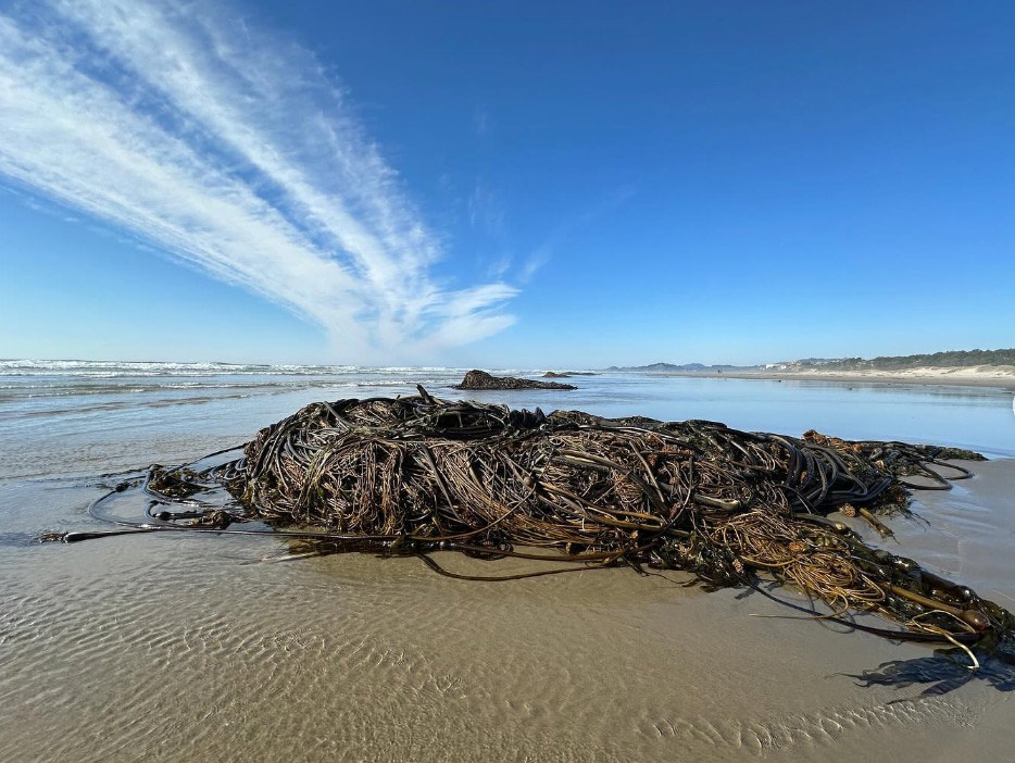 Monsters on the Beach? Cthulu Invading? Not This Time, Say Oregon Coast Experts 