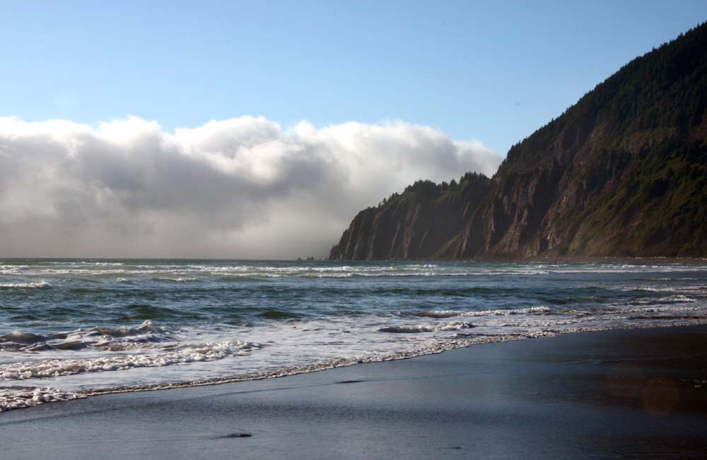 Do the Bioblitz on N. Oregon Coast: Unusual Fun on Beaches of Manzanita, Nearby 