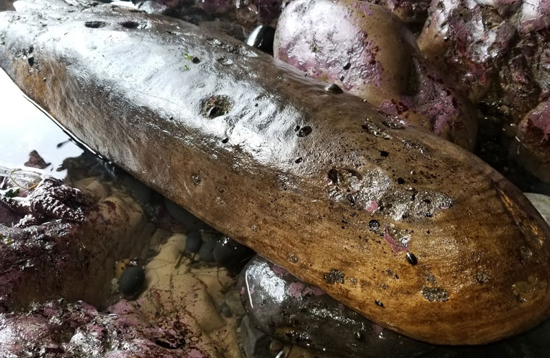 Pieces of Legendary Oregon Coast Spanish Galleon Wreck Retrieved Near Manzanita - Part 1