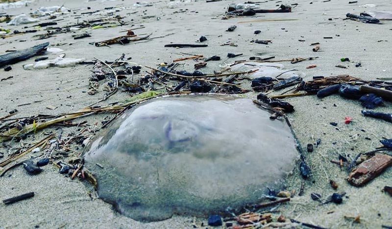 Moon Jellies Over Manzanita: Tides Bring Translucent Finds to Oregon Coast
