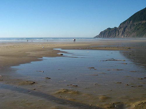 Manzanita during summer high sands