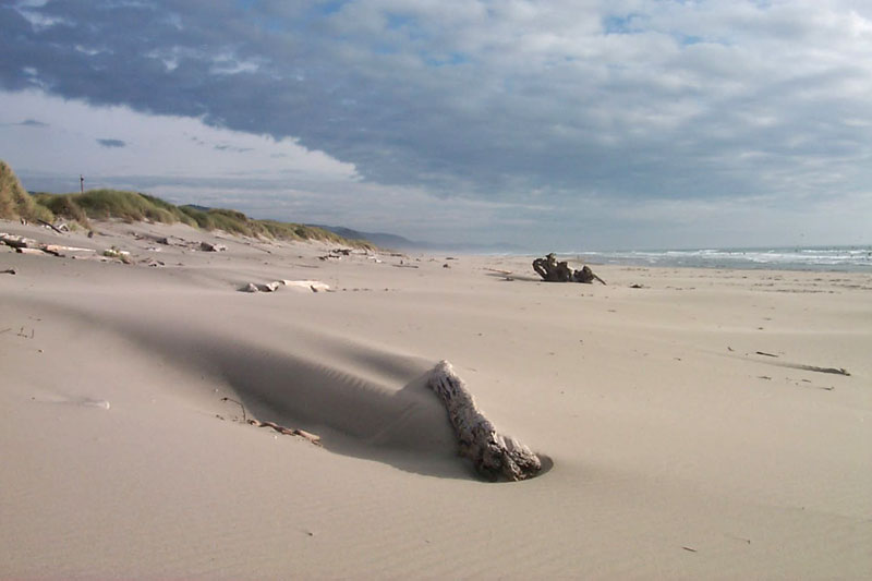 Into the Untamed Wilds of Nehalem Bay / Manzanita on N. Oregon Coast 