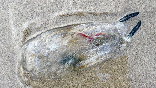 A new kind of salp found at Manzanita, photo courtesy Sue McGrath