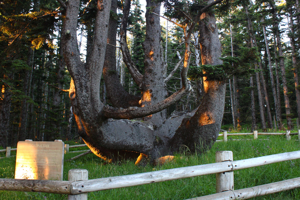 Octopus Tree Atop Cape Meares: History, Hikes, Rumors of the Oregon Coast Celeb