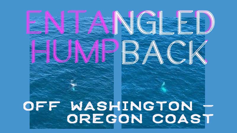 Crews Get Ready to Help Entangled Humpback Whale Off Oregon / Washington Coast But Apparently Free