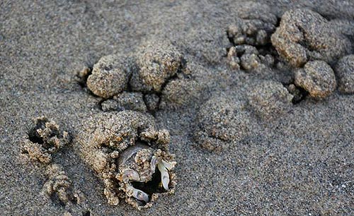 Oregon Coast Tideline Creatures 'Frozen in Time' in Unusual Way