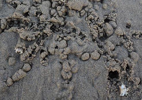 Mole Crabs: Creepy Critters Coming Soon to Oregon Coast Beach Near You 