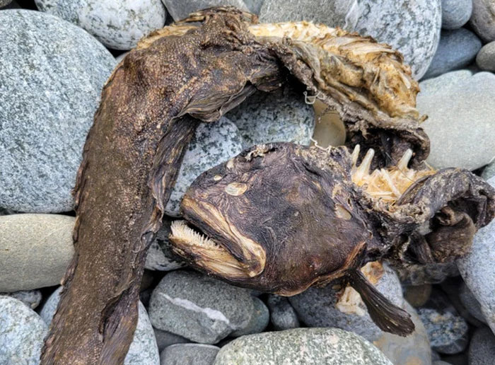 Vicious-Looking S. Oregon Coast Fish Find Bit of Mystery as Well as Subject of Rumor