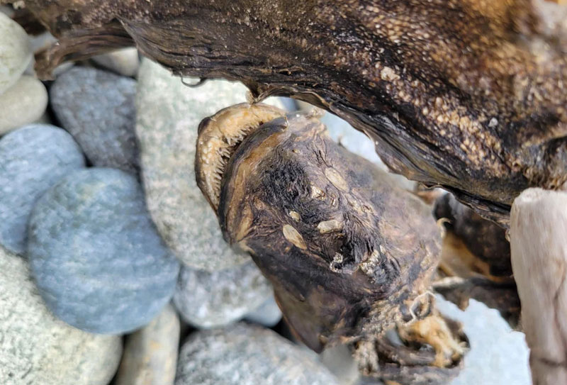 Toothy Fish from S. Oregon Coast Is Not What They've Been Telling You, Say Experts