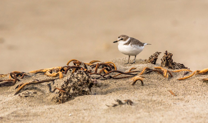 Restrictions on Some Oregon Coast Beaches Due to Plover Nesting 