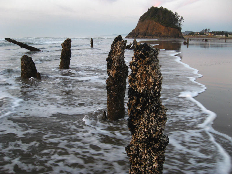 Explanations of Neskowin Ghost Forest Wrong, Say Oregon Coast Geologists
