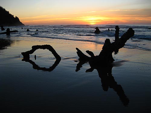 Neskowin's ghost forest