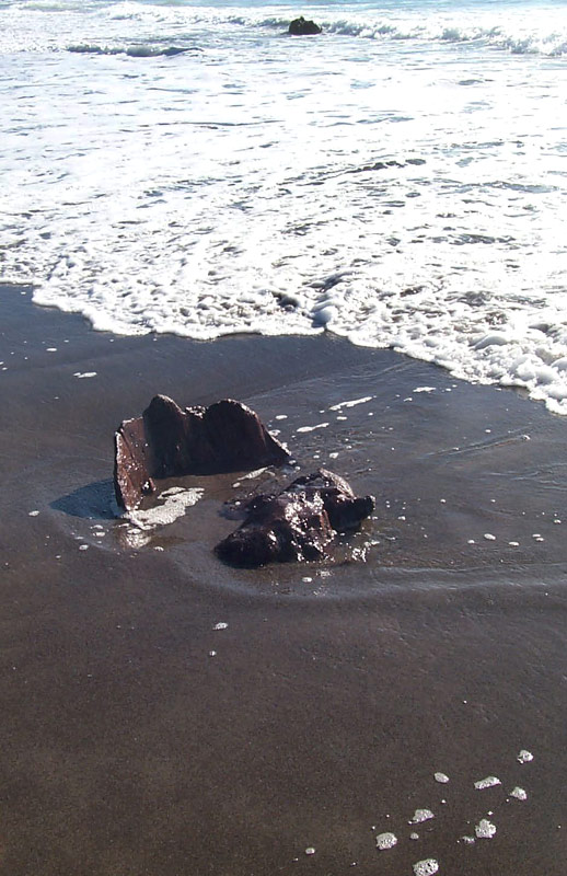 Neskowin: Mysterious Ghost Forest Stump