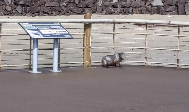 Rare Fish Encounters and Wacky Sea Lion: Washington, Oregon Coast 