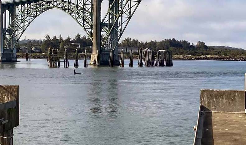 Orca and Gray Whale Sightings Still Strong on Oregon Coast - Where to Look