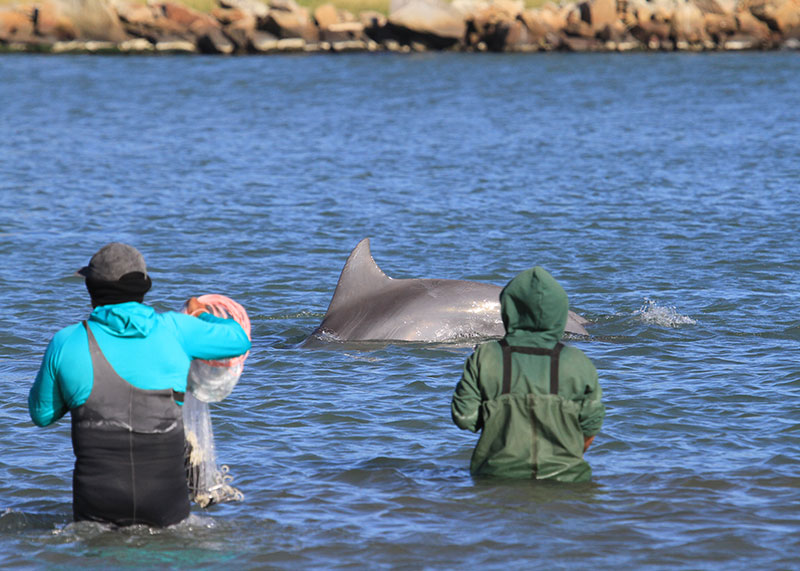 Virtual Talk on Dolphins from Oregon Coast Scientist, April 21 