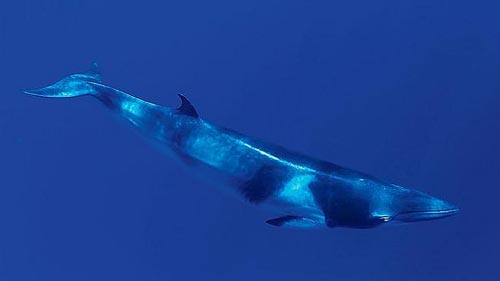 Scientists based on the Oregon coast have helped make a new discovery about whale call