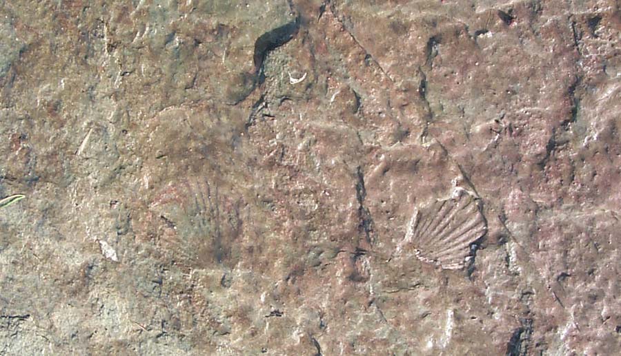 Wild Things Embedded in the Rocks of Oregon Coast: Fossils Ahead and Below