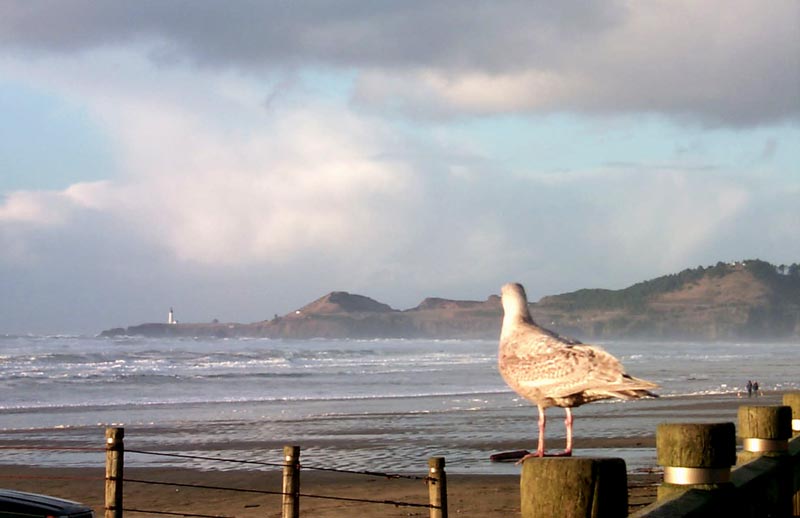 What You Don't Know About Oregon Coast's Newport Will Thrill You 