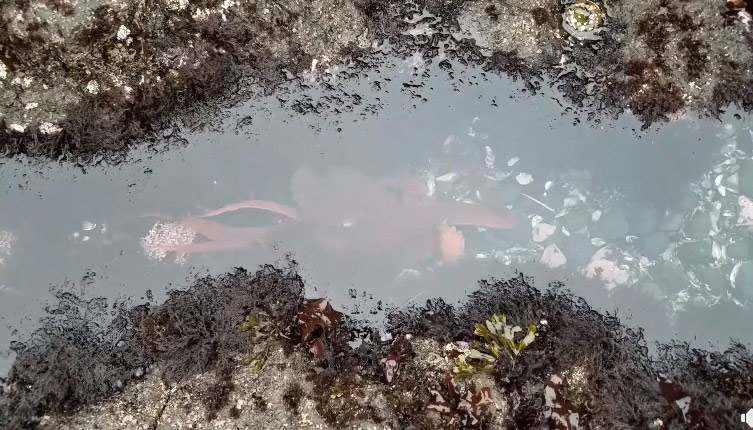 Slinking Octopus Filmed in Yaquina Head Tidepool, Central Oregon Coast