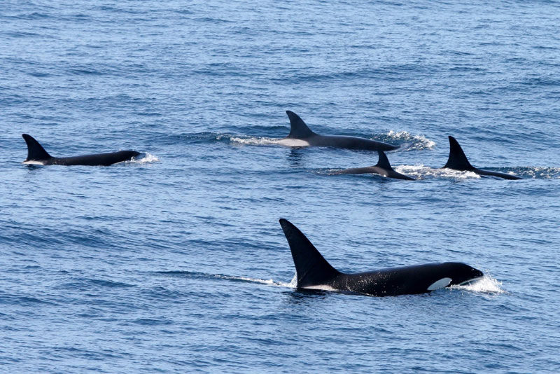 New Publication About Oregon Coast Killer Whales Will Be...Well...Killer 