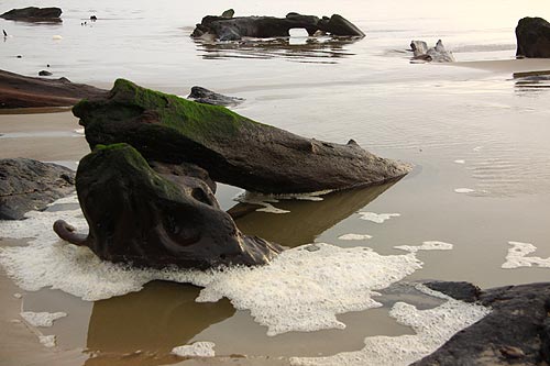 ghost forest stumps near Newport this weekend