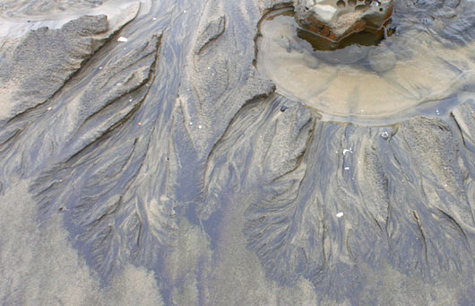 What Are These Curious Branch-Like Patterns on Oregon Coast Beaches?