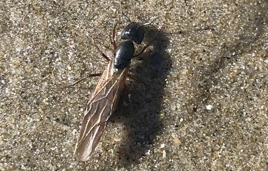 Hordes of Flying Carpenter Ants Along Oregon Coast