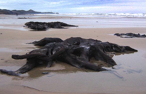 Ghost forest stump at Newport, Oregon