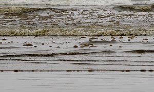 What's the funky brown sea foam washing up along the O.C. coast? – Orange  County Register