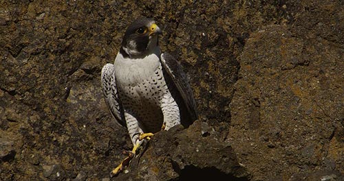 peregrine falcon at Newport's Yaquina Head