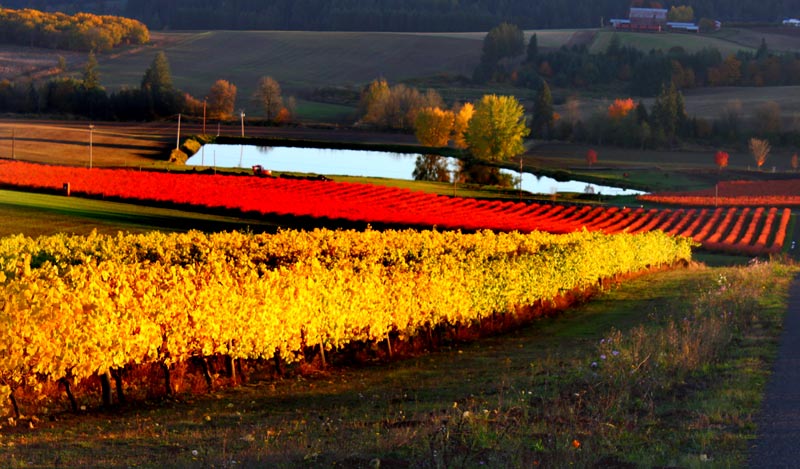 Wine Country Thanksgiving: from Oregon Coast Range to Portland to Eugene