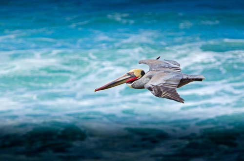 Bird Training Sessions in Manzanita, Cannon Beach Get You Close to Oregon Coast Wildlife