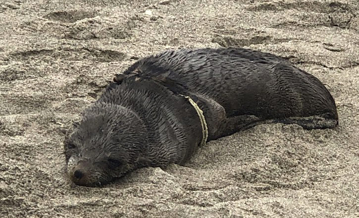 Fur Seal Rescued from Central Oregon Coast Beach, Recovering at Aquarium