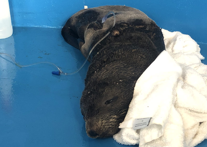 Fur Seal Rescued from Central Oregon Coast Beach, Recovering at Aquarium
