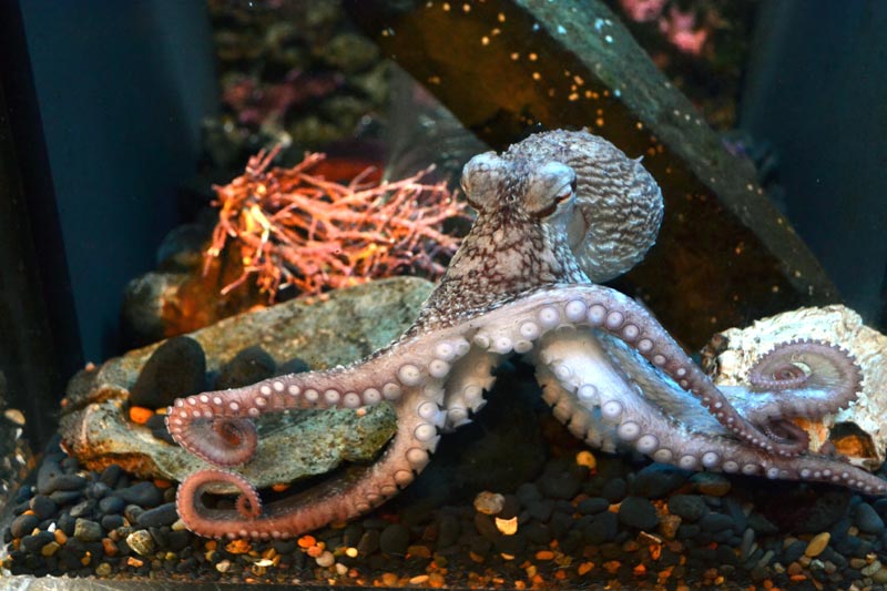 Two Aquariums on Oregon Coast Re-Open, Washington Not Yet