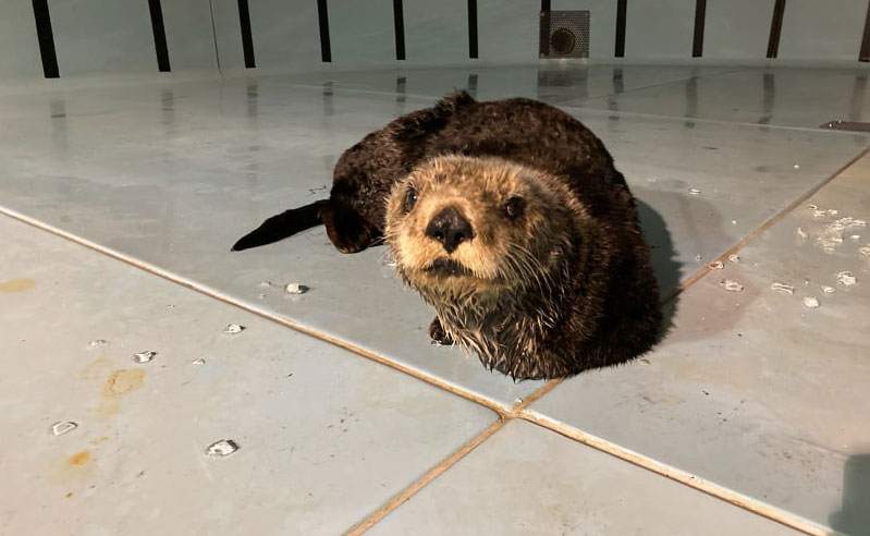 Injured Sea Otter on Central Oregon Coast May Have Shark Bites 