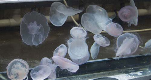 Jellyfish Encounter at Oregon Coast Aquarium Allows You to Touch 