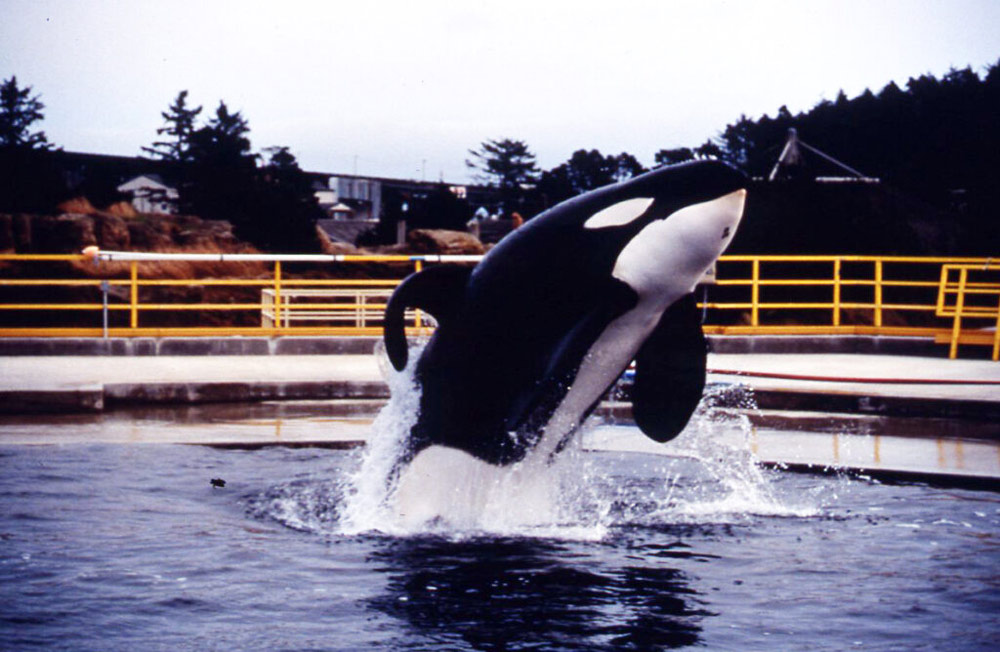 Amusing and Awesome Tales from Keiko the Killer Whale at Oregon Coast Aquarium 